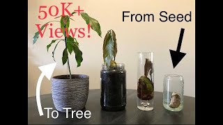 How To Grow A Mango From Seed  THE EASY WAY  Mountain Gardening [upl. by Guadalupe]