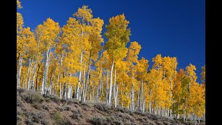 Fishlake National Forest Pando Clone [upl. by Lain]