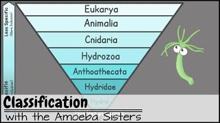 Classification [upl. by Swanhilda]