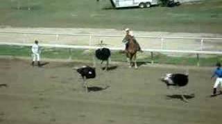 Ostrich Racing Gone Wild [upl. by Meit]