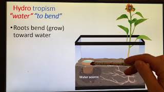 Plant Tropisms [upl. by Cypro]