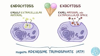 endocytose et exocytose [upl. by Batruk]