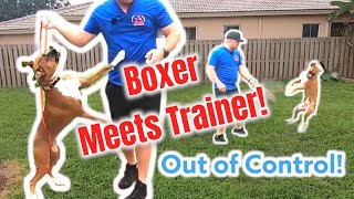 Out of Control BOXER meets Dog Trainer [upl. by Tevis]