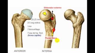 Osteología de miembro inferior 4 [upl. by Tryck]