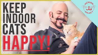 How to Keep Indoor Cats HAPPY [upl. by Clarkin]