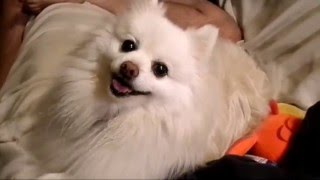 White pomeranian barking [upl. by Warfeld99]