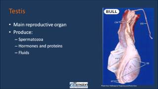 Bull Reproductive Anatomy [upl. by Acquah]