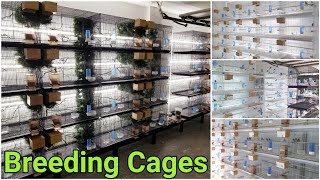 My Bird Breeding Cages And Set Up  Finch Breeding Room  Aviary [upl. by Chip]