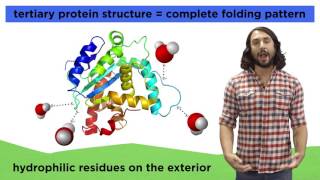 Protein Structure [upl. by Asselem]