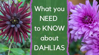 Growing dahlias  everything you need to know about how to choose and grow dahlias [upl. by Eelasor]