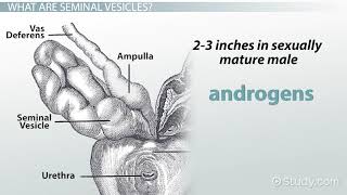 Seminal Vesicles Definition amp Function [upl. by Dougall]