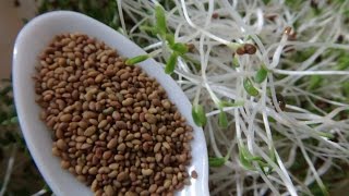 How To Grow Alfalfa Sprouts  Cheap Easy Method [upl. by Stefa]