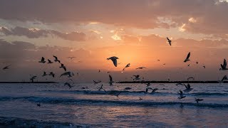 Relaxing Sounds  Ocean Waves and Seagulls  2 Hours [upl. by Thin]