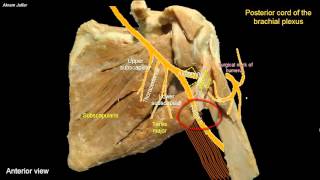 Posterior wall of the axilla [upl. by Brackely]