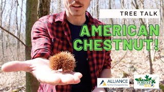 Tree Talk American Chestnut [upl. by Veejar]