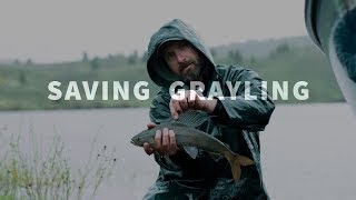 Saving Grayling [upl. by Corso]