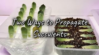 Two Ways to Propagate Succulents [upl. by Ng925]