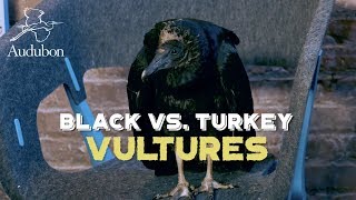 Black vs Turkey Vultures [upl. by Ettener58]