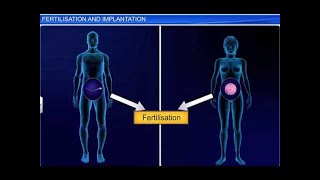 CBSE Class 12 Biology Human Reproduction – 4 Fertilization and Implantation [upl. by Alaric996]