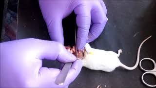 Mouse Brain Dissection I Mice Dissection Video I Brain Anatomy [upl. by Ivon711]