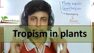 Tropism in plants  phototropism geotropism etc [upl. by Virgil]