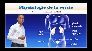 La physiologie de la vessie [upl. by Creath]