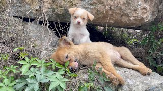 The cry for help of two dogs abandoned by their cruel owner on the side of the road and I saved them [upl. by Bikales29]