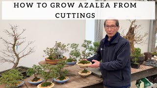 How to Grow Azalea from Cuttings [upl. by Sclar603]