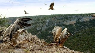 Griffon Vultures Depend on the Sun to Fly Why [upl. by Erodavlas]