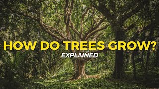 How Trees Grow  Eco Facts  One Tree Planted [upl. by Aylatan]