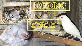 FINCHES BREEDING CYCLE [upl. by Namrej]