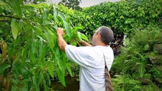 Pruning Mango Trees 101 w Dr Richard Campbell [upl. by Joy]