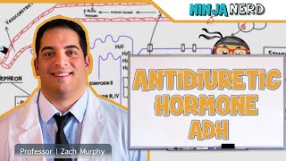 Endocrinology  Antidiuretic Hormone ADH [upl. by Carbrey]