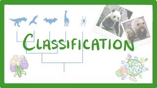 GCSE Biology  Classification 80 [upl. by Girardi177]