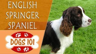 Dogs 101  ENGLISH SPRINGER SPANIEL  Top Dog Facts About the ENGLISH SPRINGER SPANIEL [upl. by Eitnom]