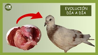 ASÍ CRECE UNA PALOMA DURANTE DOS MESES  EVOLUCIÓN DE CRECIMIENTO DESDE EL NACIMIENTO A LOS 60 DÍAS [upl. by Yllier]