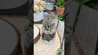 How to care for Succulent Terrarium [upl. by Reagan]