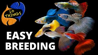 Top 10 Easiest Fish To Breed in a HOME Aquarium [upl. by Ahsinam]