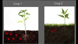 Crop Rotation A mean to increase soil fertility [upl. by Dillon343]