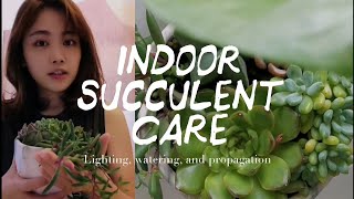 3 Tips for Indoor Succulent Care  Houseplants  Indoor Garden [upl. by Gnourt]