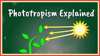 Phototropism Explained [upl. by Notanhoj860]