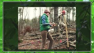 Restoration Research of the American Chestnut Part 2 Science in Action [upl. by Ala]