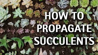 How to Propagate Succulents [upl. by Kaye912]