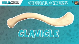 Clavicle Anatomy [upl. by Carlson]