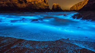 What Is Bioluminescence [upl. by Einnod]