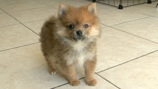 Pomeranian Puppy Talks A Big Game Barks At HUGE DOG [upl. by Lustig172]