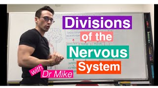 Divisions of the Nervous System  Nervous System [upl. by Jurkoic]