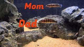 Julidochromis Transcriptus pair with babies [upl. by Yessac341]