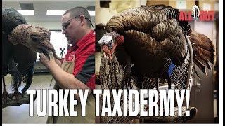 Turkey Taxidermy  Carolina ALL OUT  S3Ep5 [upl. by Anaert]