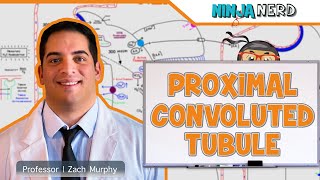 Renal  Proximal Convoluted Tubule [upl. by Montgomery]